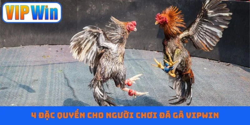 4 đặc quyền cho người chơi đá gà Vipwin
